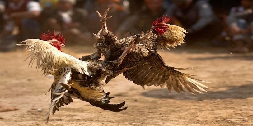 Những game đá gà iwin68 mà dân cược không thể bỏ qua